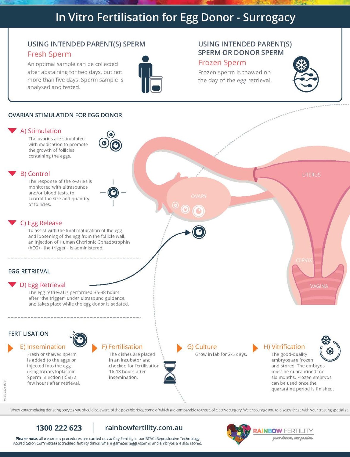 IVF for Egg Donor Surrogacy Infographic | Rainbow Fertility